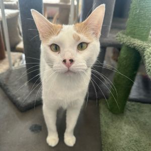 Chinaberry, Adult Female Domestic Short Hair