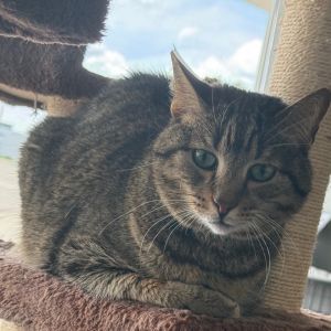 Rory, Senior Male Domestic Short Hair