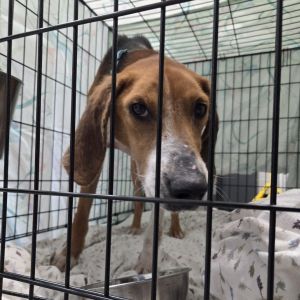 Sunshine, Adult Female Hound