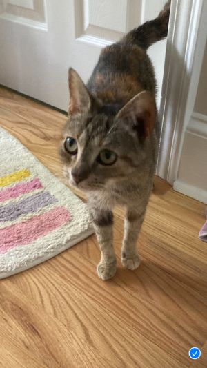 Serena, Adult Female Domestic Short Hair