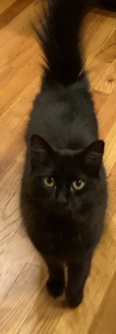 Sable AKA Snowflake