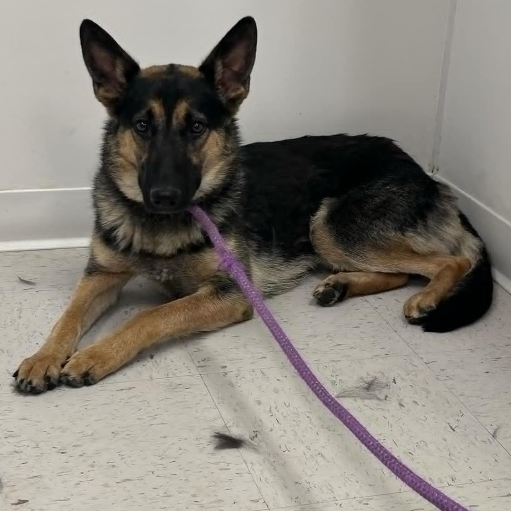Sukii, an adoptable German Shepherd Dog in Garden City, KS, 67846 | Photo Image 1