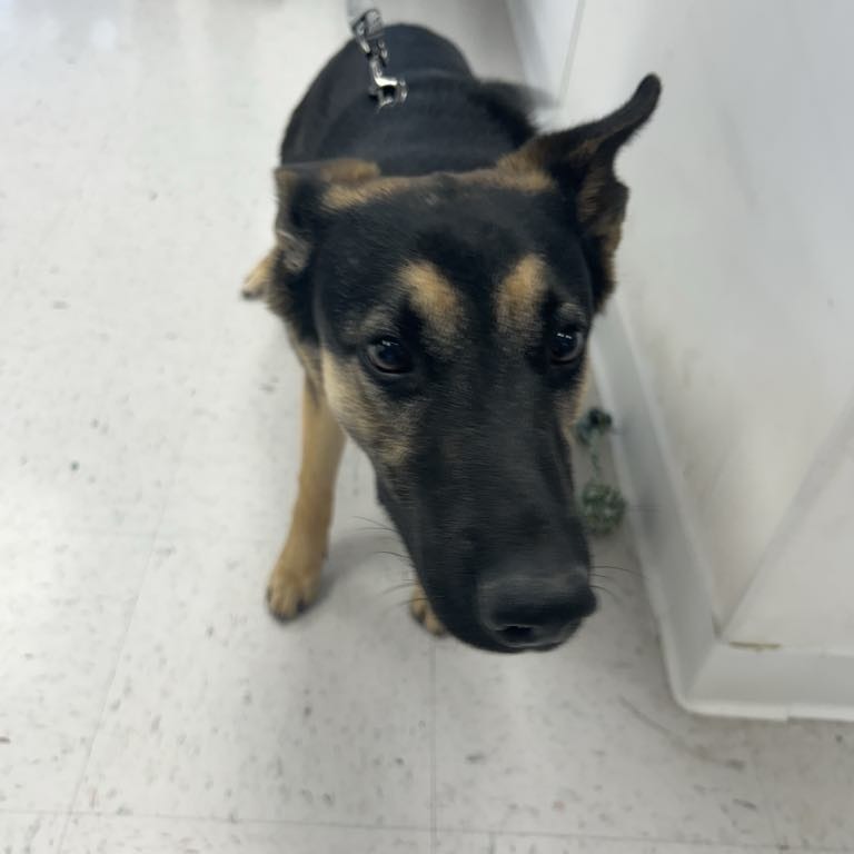 Sukii, an adoptable German Shepherd Dog in Garden City, KS, 67846 | Photo Image 2