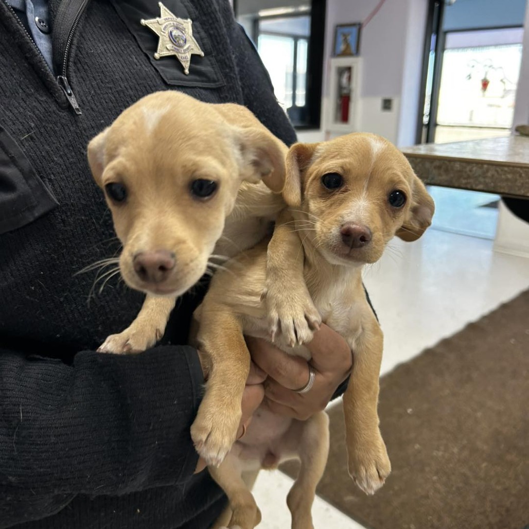 Torri Mae, an adoptable Chihuahua, Mixed Breed in Garden City, KS, 67846 | Photo Image 1