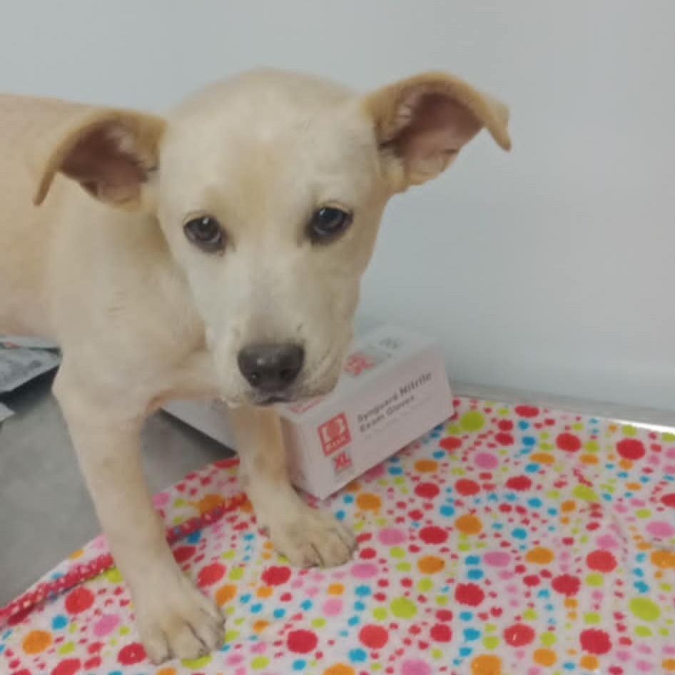 GCK-Stray-48743, an adoptable Golden Retriever in Garden City, KS, 67846 | Photo Image 1
