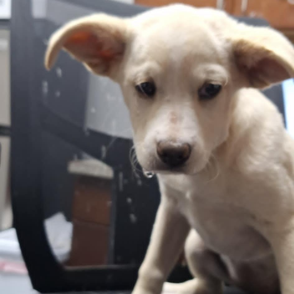 Reese, an adoptable Golden Retriever, Labrador Retriever in Garden City, KS, 67846 | Photo Image 2