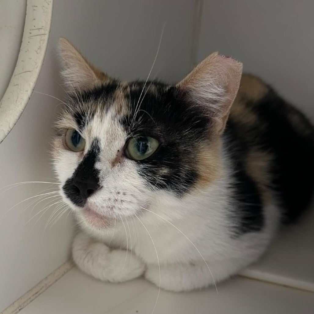 Millianne, an adoptable Domestic Short Hair in Garden City, KS, 67846 | Photo Image 1