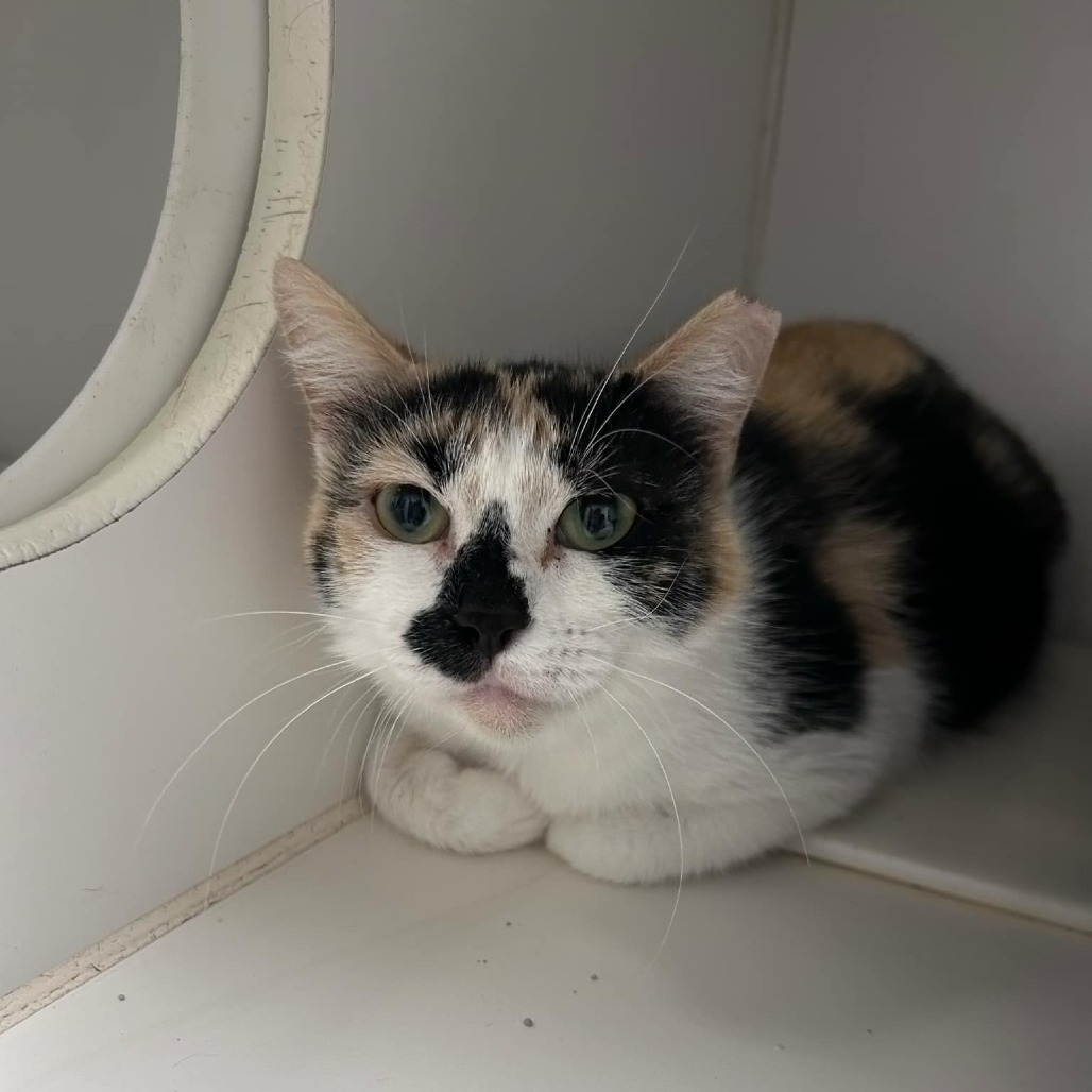 Millianne, an adoptable Domestic Short Hair in Garden City, KS, 67846 | Photo Image 2