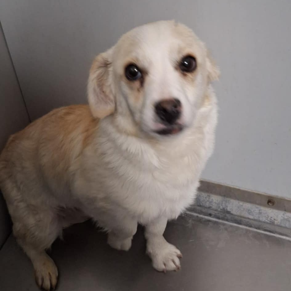 GCK-Stray-48741, an adoptable Chihuahua in Garden City, KS, 67846 | Photo Image 1