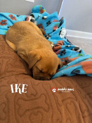 Ike, Baby Female Pointer