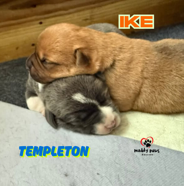 Templeton