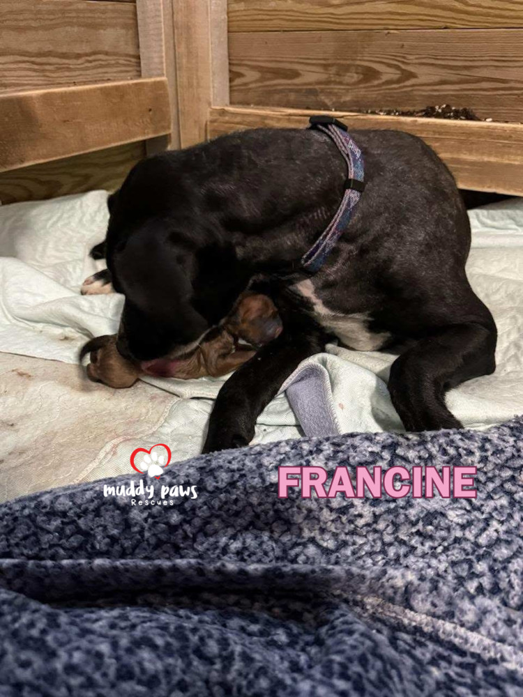 Francine