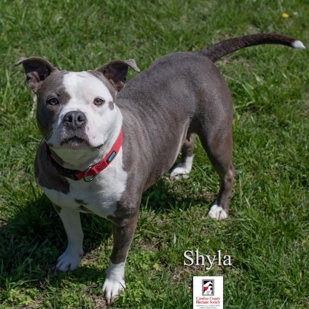 Shyla