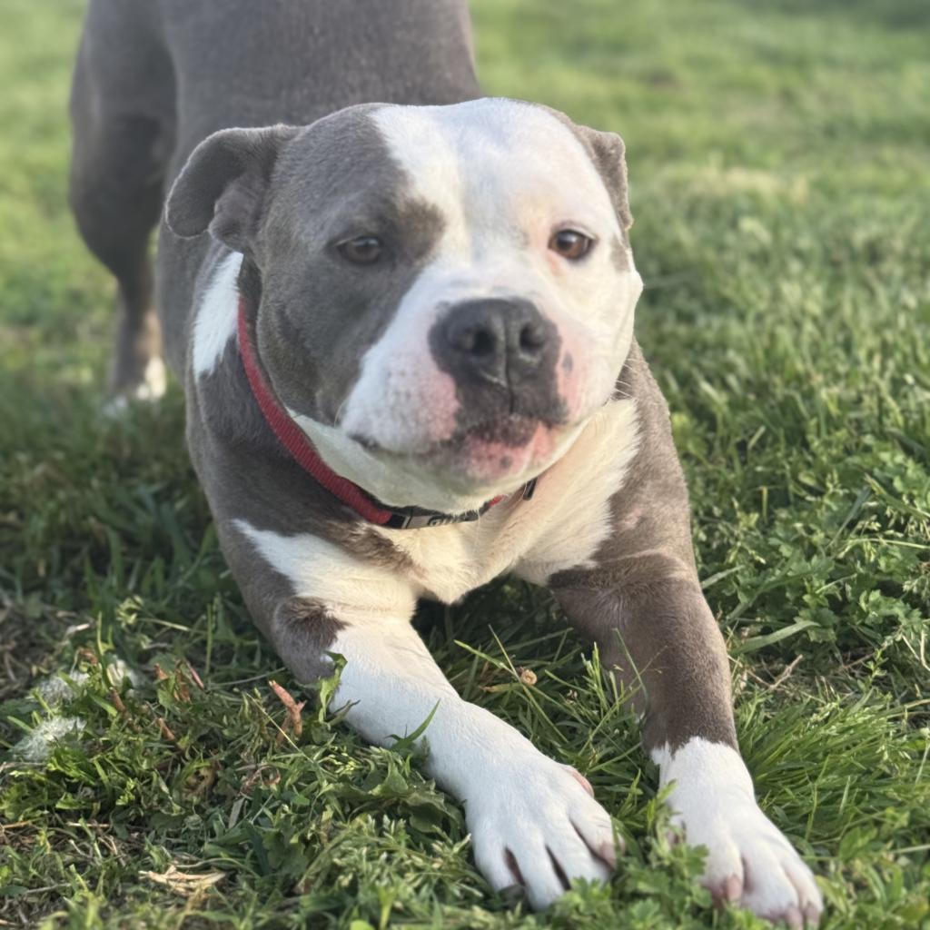 Shyla