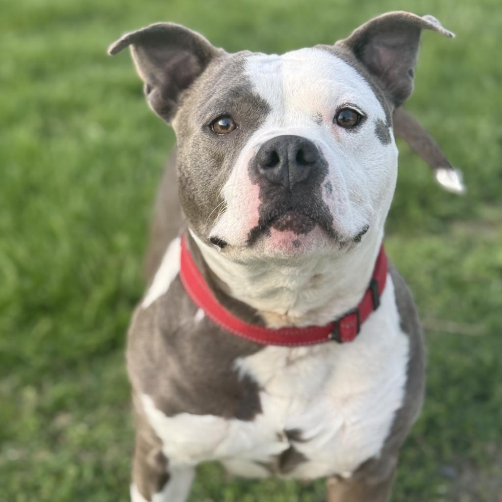 Shyla