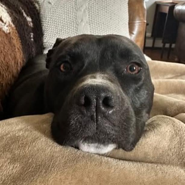 Daisy