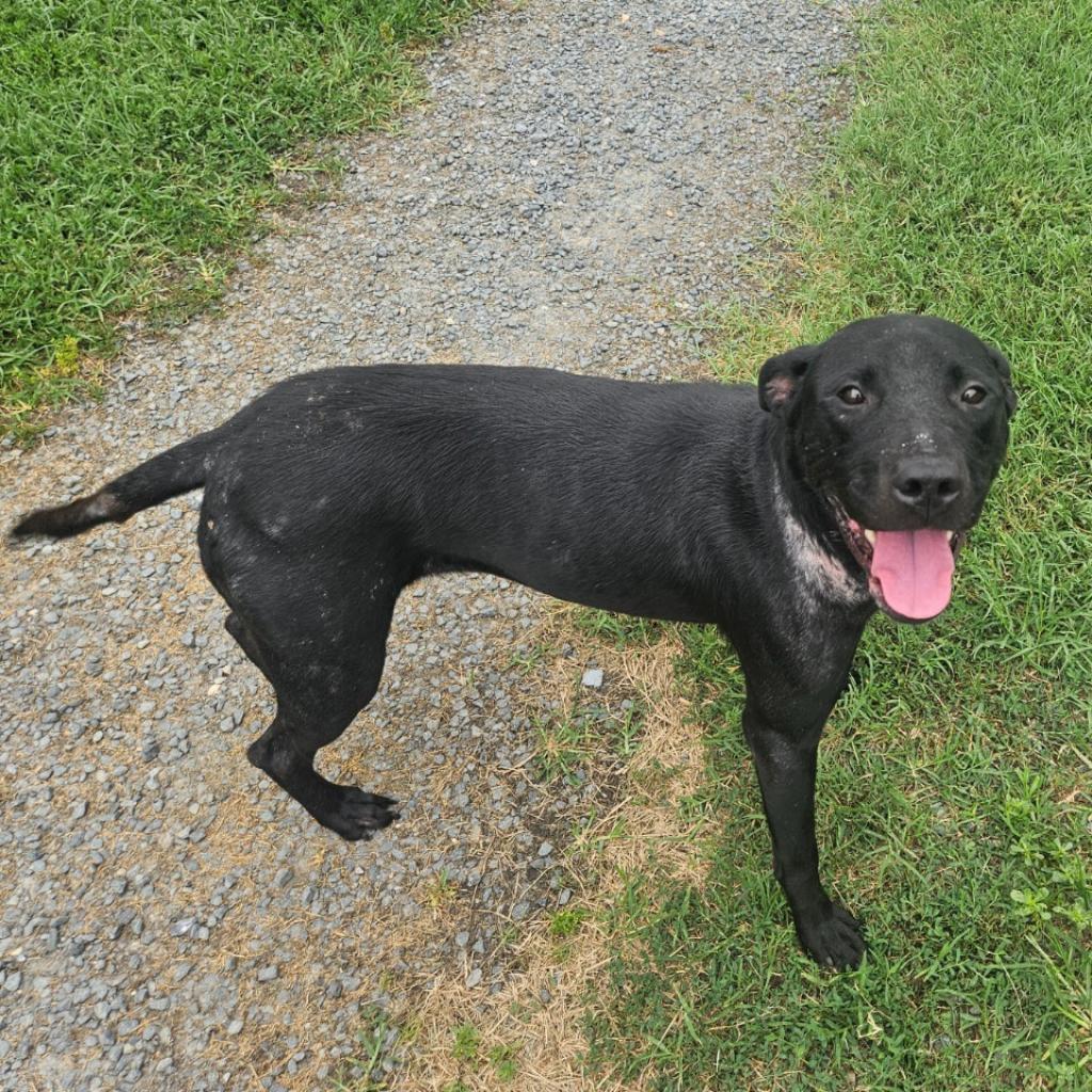 Gria (aka Oak)