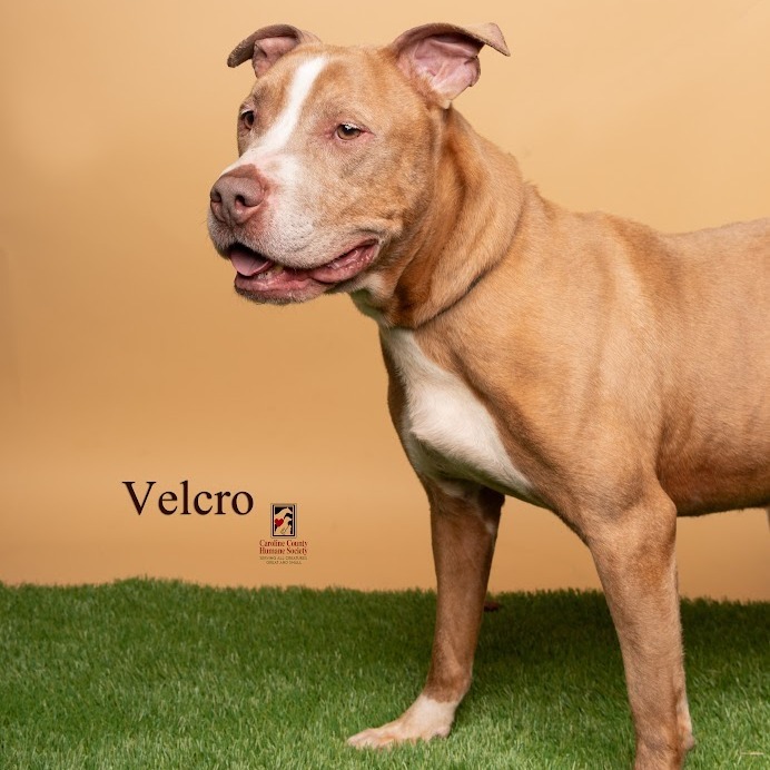 Velcro