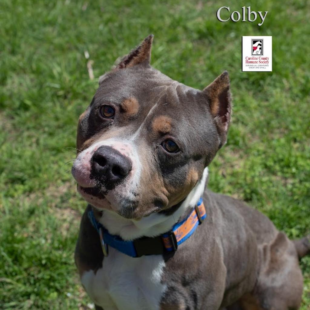 Colby Jack