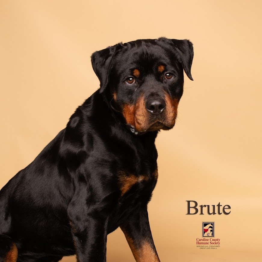 Brute