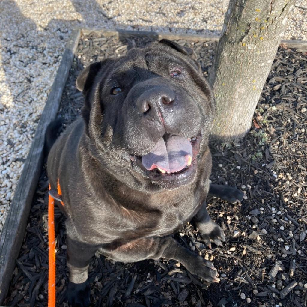 Ella