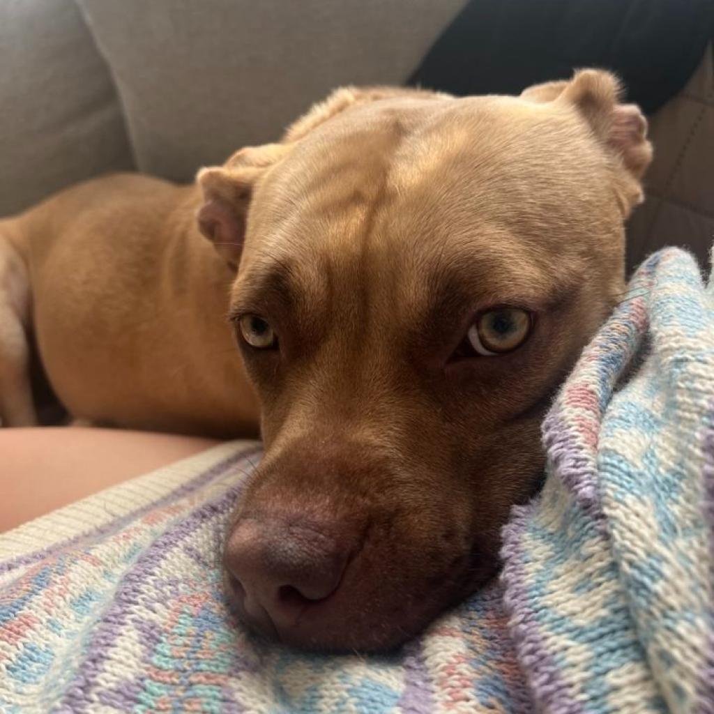 Hazel