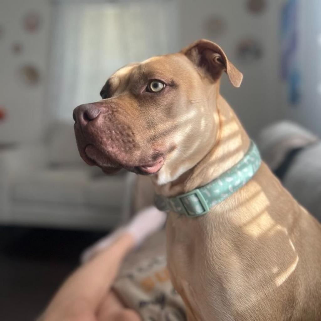 Hazel
