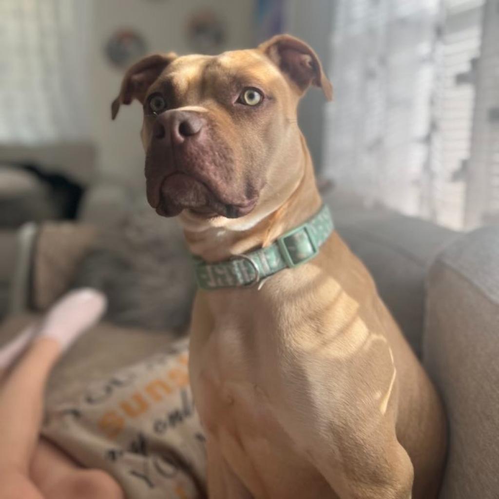 Hazel