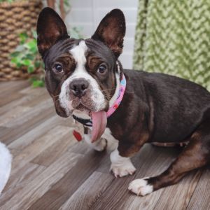 Meet Arroyo Lovely cuddly and always comfy Arroyo is the ultimate snuggle buddy She lives for c