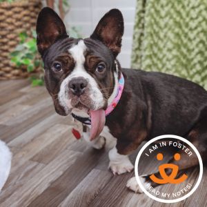 Arroyo, Adult Female French Bulldog