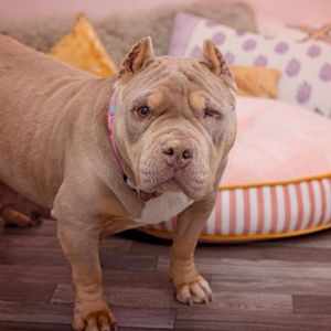 Meet Moo Moo This spunky affectionate girl loves exploring her surroundings whether its prancing