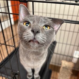 Abcde, Adult Female Domestic Short Hair