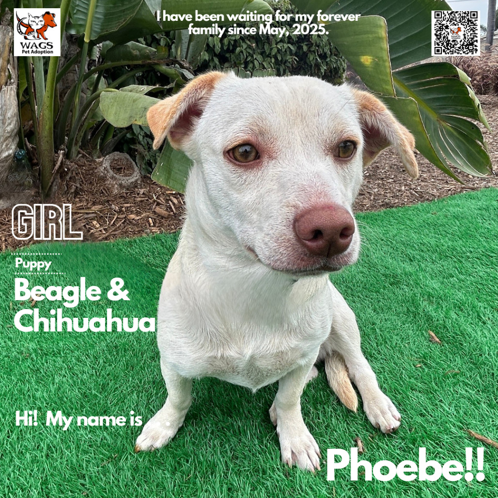 Phoebe