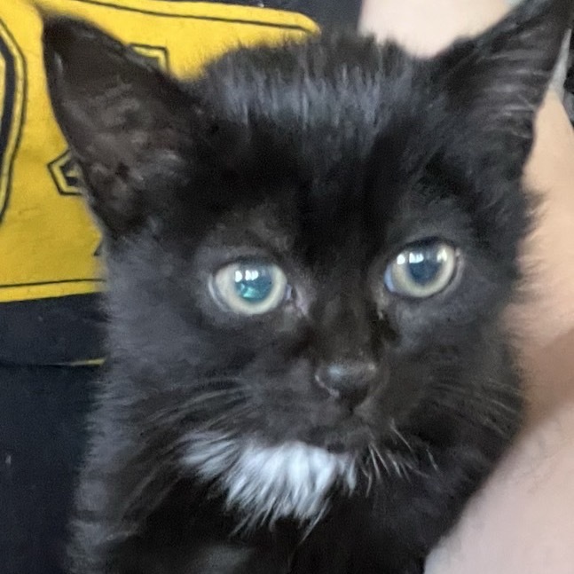 Felix