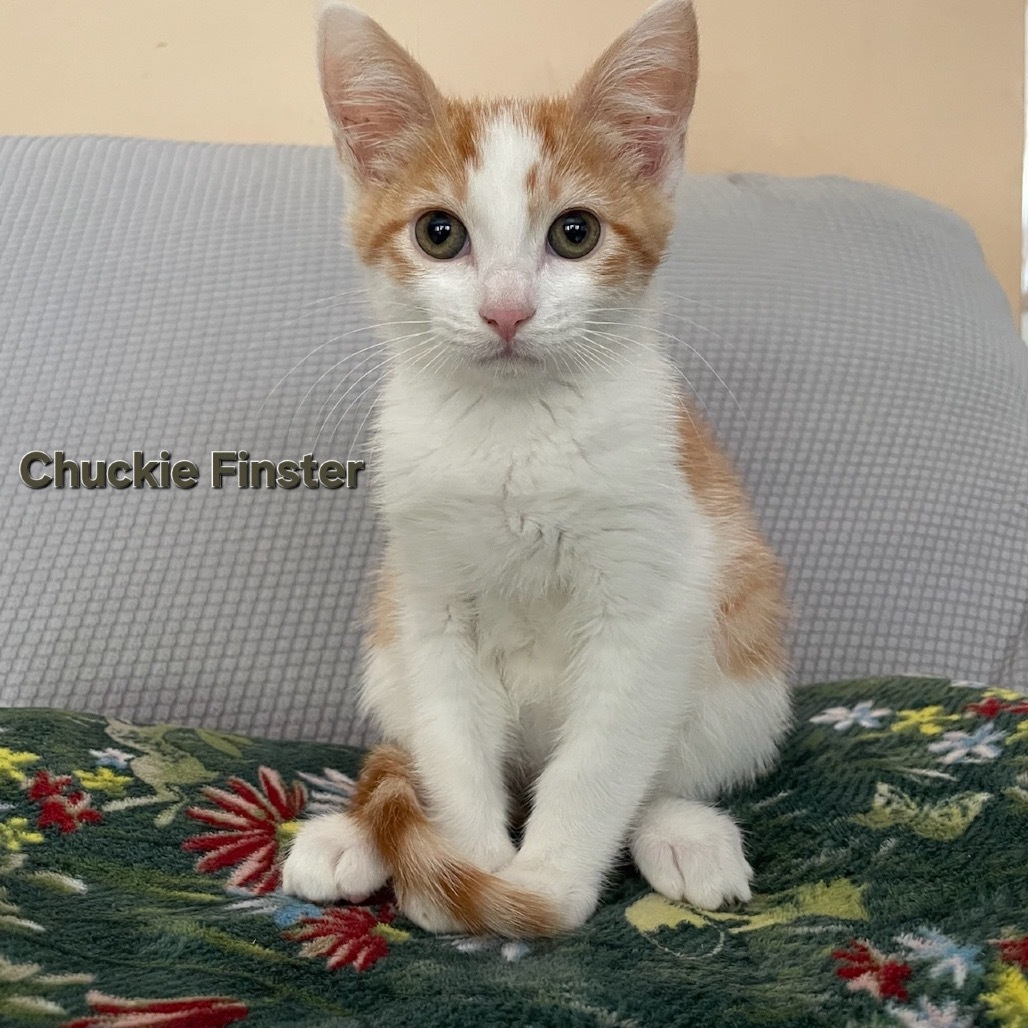 Chuckie Finster