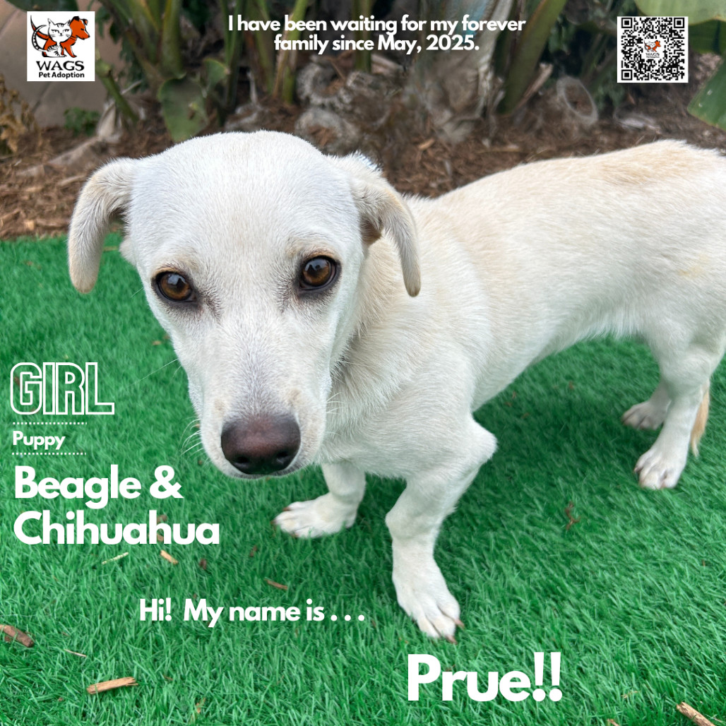 Prue