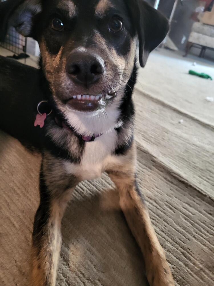 PHOEBE