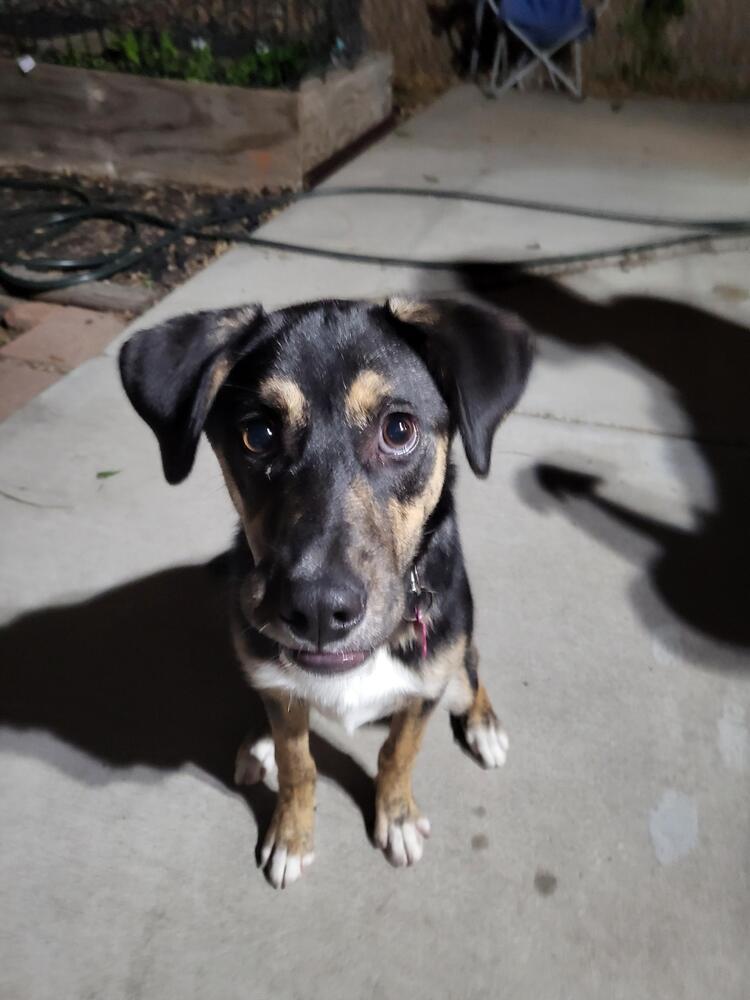 PHOEBE