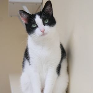 Hope, Adult Female unknown