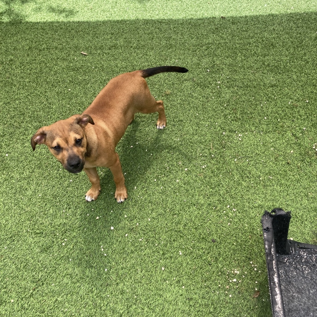 Pup 2 aka Dale