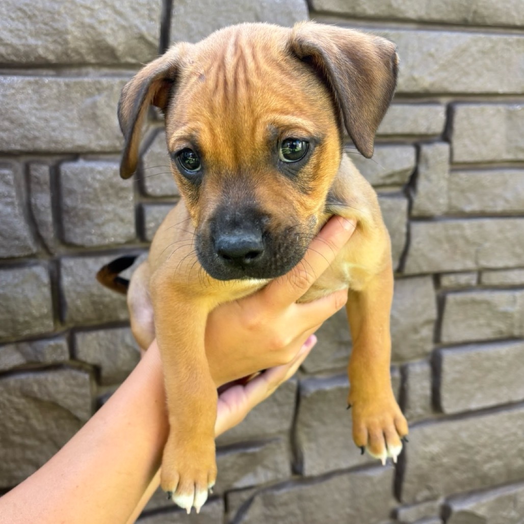 Pup 2 aka Dale