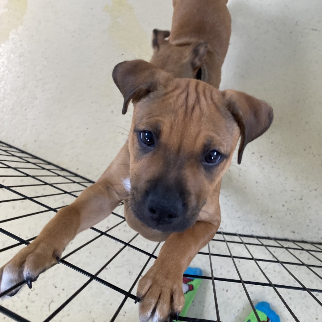 Pup 2 aka Dale