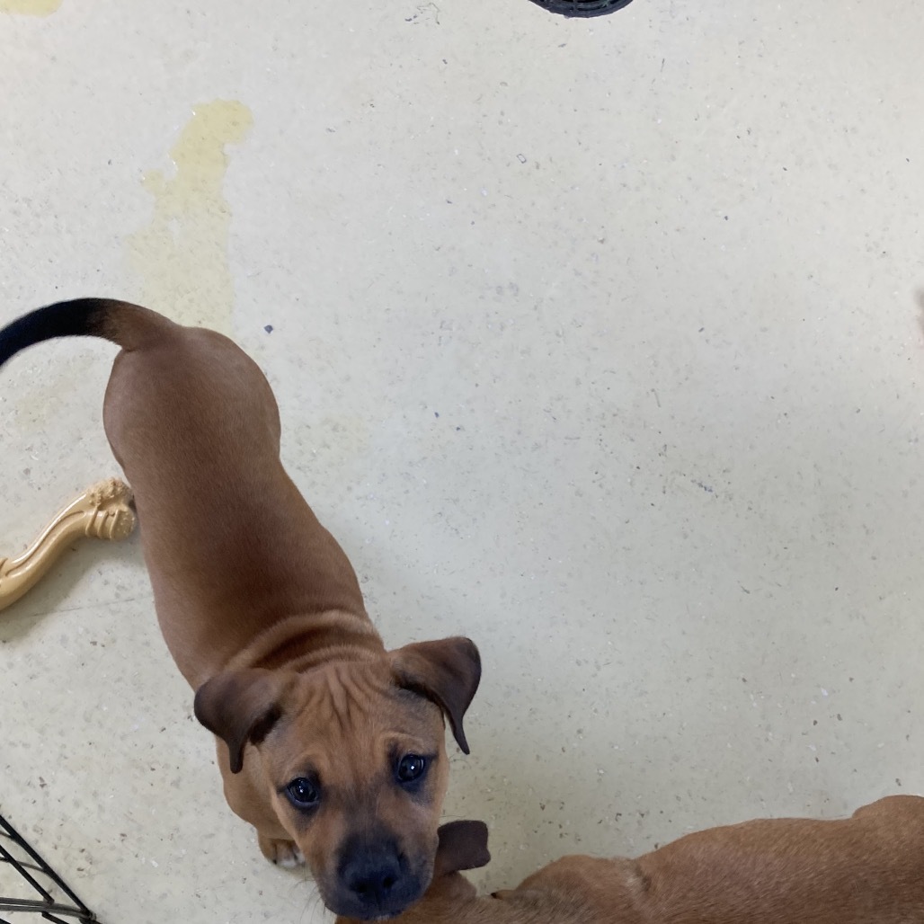 Pup 2 aka Dale