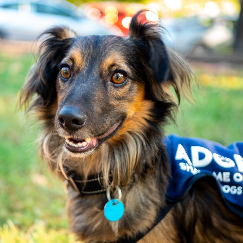 Gabbana, an adoptable Spaniel in Washington, DC, 20008 | Photo Image 1