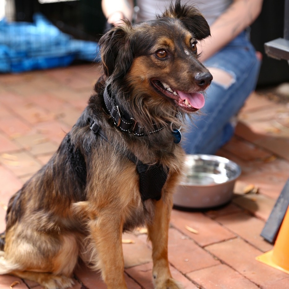 Gabbana, an adoptable Spaniel in Washington, DC, 20008 | Photo Image 2