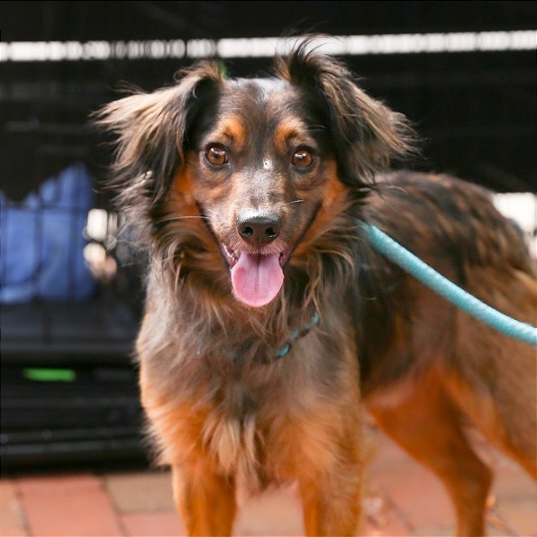 Gabbana, an adoptable Spaniel in Washington, DC, 20008 | Photo Image 3