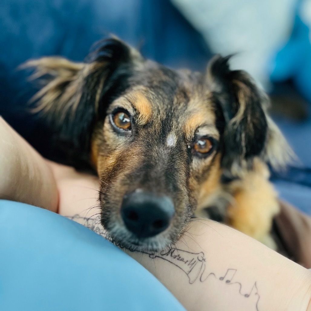 Gabbana, an adoptable Spaniel in Washington, DC, 20008 | Photo Image 4