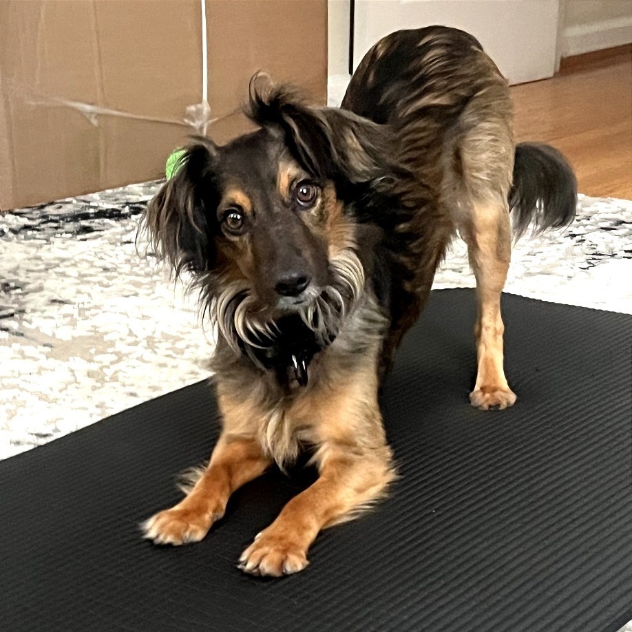 Gabbana, an adoptable Spaniel in Washington, DC, 20008 | Photo Image 5