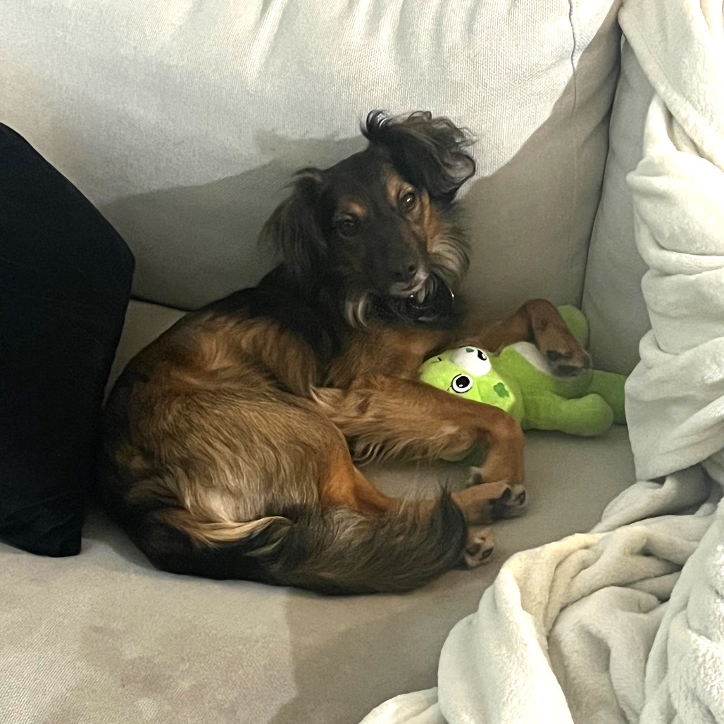 Gabbana, an adoptable Spaniel in Washington, DC, 20008 | Photo Image 6