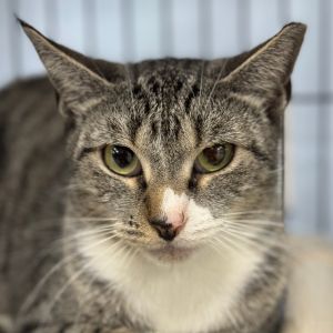 Hi my name is Meow-Meow My owner can no longer take care of me I am a quiet cat I